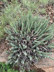 Euphorbia schinzii