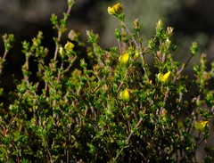 Aspalathus esterhuyseniae