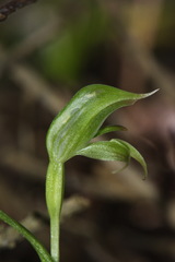 Pterostylis porrecta