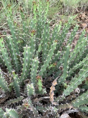 Euphorbia schinzii
