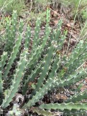 Euphorbia schinzii