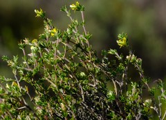 Aspalathus esterhuyseniae