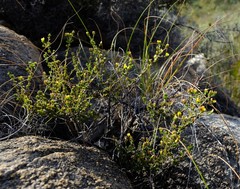 Aspalathus esterhuyseniae