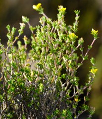 Aspalathus esterhuyseniae