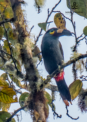 Andigena laminirostris