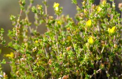 Aspalathus esterhuyseniae