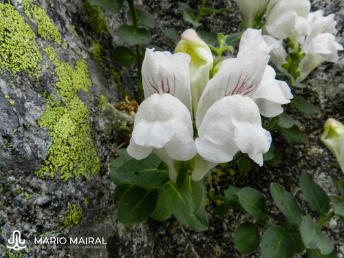 Snapdragons (Genus Antirrhinum) · iNaturalist