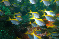 Schuettea scalaripinnis