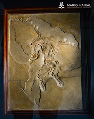 Archaeopteryx lithographica