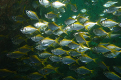 Schuettea scalaripinnis