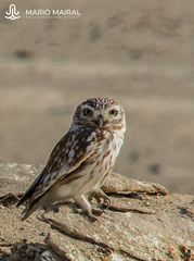 Athene noctua lilith
