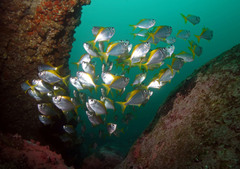 Schuettea scalaripinnis