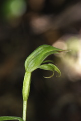 Pterostylis porrecta