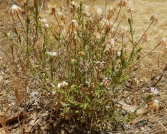Vittadinia australasica