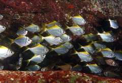 Schuettea scalaripinnis