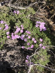 Phlox douglasii