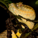 Eyelash Viper - Photo (c) mario_mairal, some rights reserved (CC BY-NC-ND), uploaded by mario_mairal