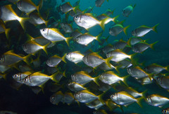 Schuettea scalaripinnis