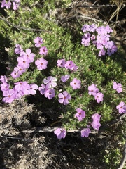 Phlox douglasii