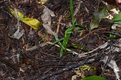 Pterostylis porrecta