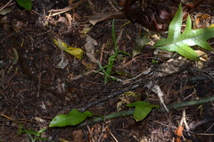 Pterostylis porrecta