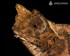 Brookesia superciliaris