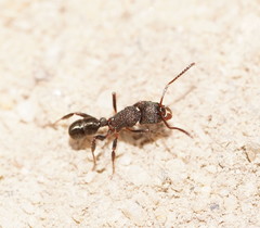 Rhytidoponera tasmaniensis