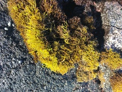 Ahnfeltiopsis concinna