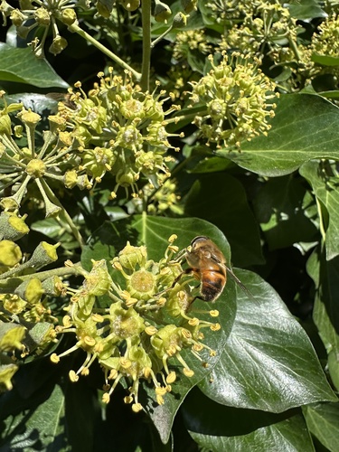 Unknown species found near Plenty St, Providence, RI, US