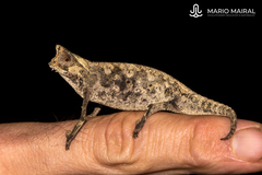 Brookesia superciliaris