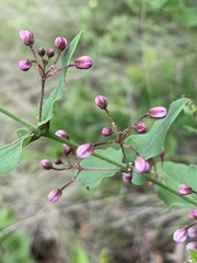 Triaspis glaucophylla