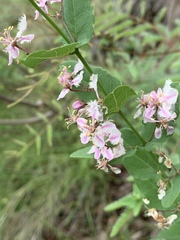 Triaspis glaucophylla