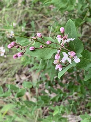 Triaspis glaucophylla