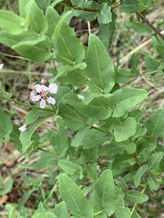 Triaspis glaucophylla