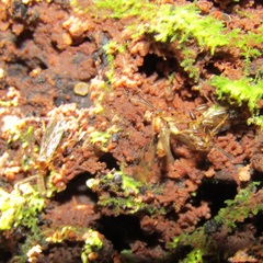 Canthyloscelis antennata