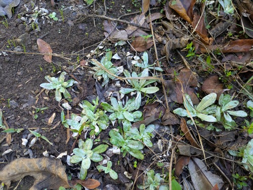 Helichrysum luteoalbum, 2025-10-10