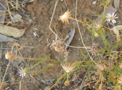 Vittadinia australasica