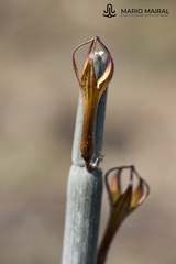 Ceropegia fusca