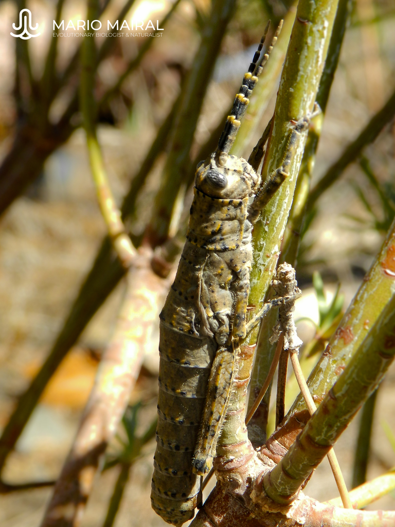 Acrostira