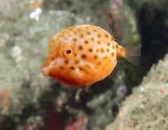 Anoplocapros inermis