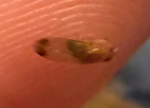 Unknown species found near Massachusetts, US
