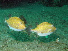 Anoplocapros inermis