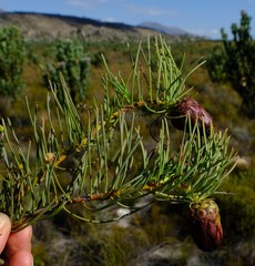 Protea witzenbergiana