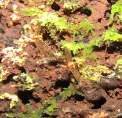 Canthyloscelis antennata