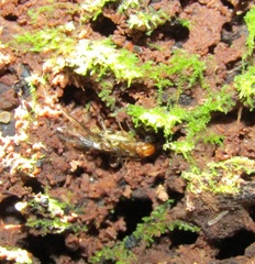 Canthyloscelis antennata