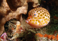 Anoplocapros inermis