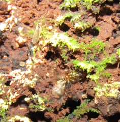 Canthyloscelis antennata
