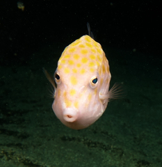 Anoplocapros inermis