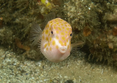 Anoplocapros inermis