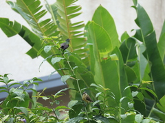 Nectarinia kilimensis